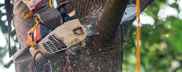 Best Lawn Watering Services  in Woodcliff Lake, NJ