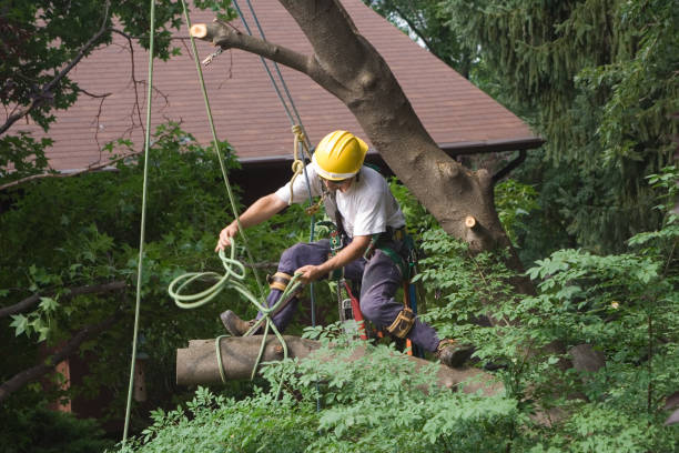 Best Tree Cabling and Bracing  in Woodcliff Lake, NJ